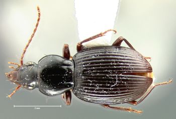 Media type: image;   Entomology 34426 Aspect: habitus dorsal view